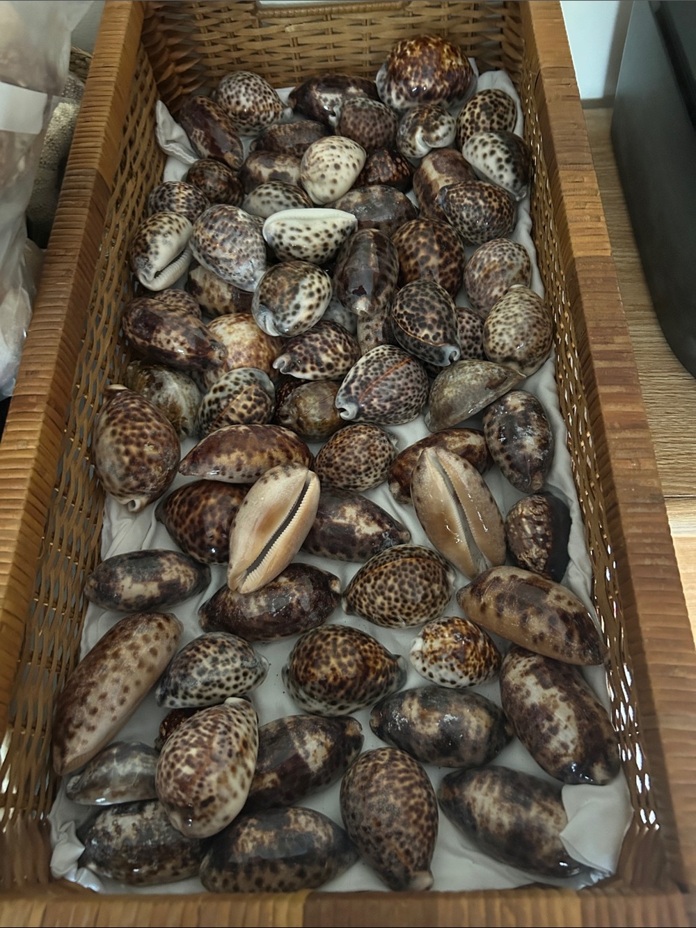 Beautiful Tigar Cowrie Shells 🐚